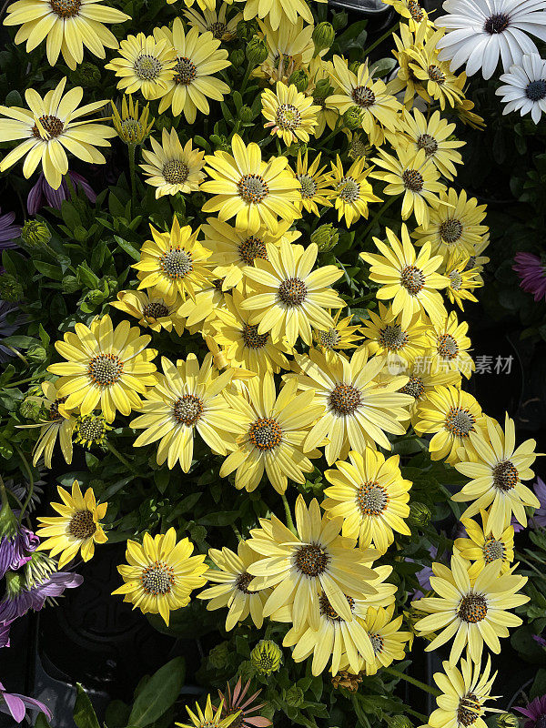 全帧图像的黄色，白色和紫色/粉红色非洲雏菊(骨精)花和芽，一年生夏季垫植物在花园中心，模糊的绿叶背景，提高的观点